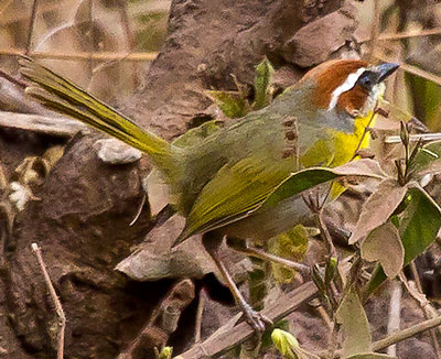 Rufous-capped Warbler - photo by Paul Roisen