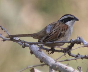 Stripe-headed Sparrow - Ann Johnson