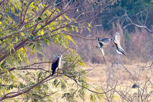 White-tailed Hawk being harrassed by White-throated Magpie-Jays - Paul Roisen