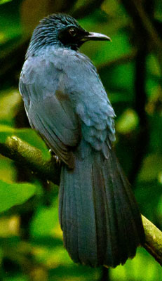 Blue Mockingbird - photo by Paul Roisen