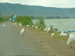 Egrets at Laguna Zapotlan - Ann Johnson